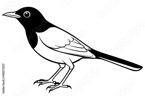 thrush silhouette line art vector illustration with a white background