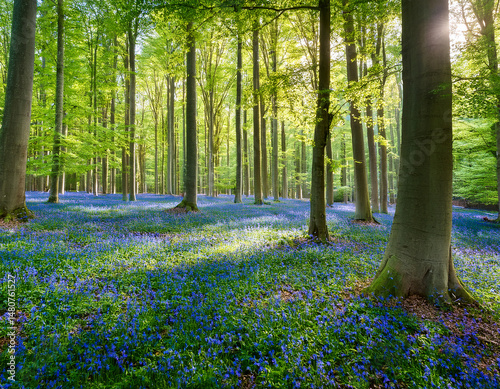 Obraz na płótnie Vibrant landscape in a green deciduous forest with thick stems of beech trees and a carpet of blue flowers on the ground. Many blue flowers in a green beech forest w salonie