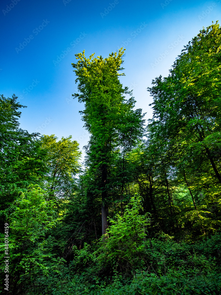 Fototapeta premium Mischwald im Frühjahr