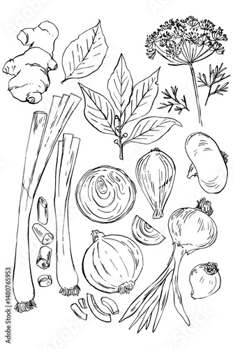 Spices and greens. Ginger, onion, bay leaf, dill. Sketch ink food vector. Vegetables outline line. Farm products