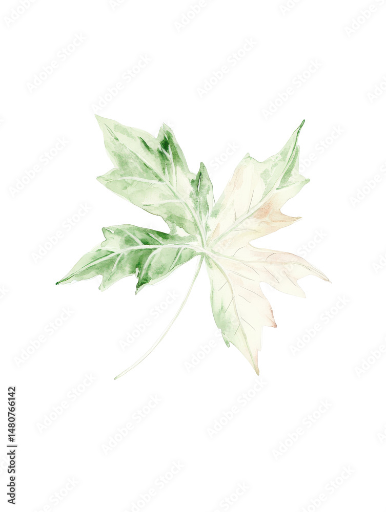 Fototapeta premium Delicate Watercolor Illustration of a Green and Cream Leaf on a Transparent Background
