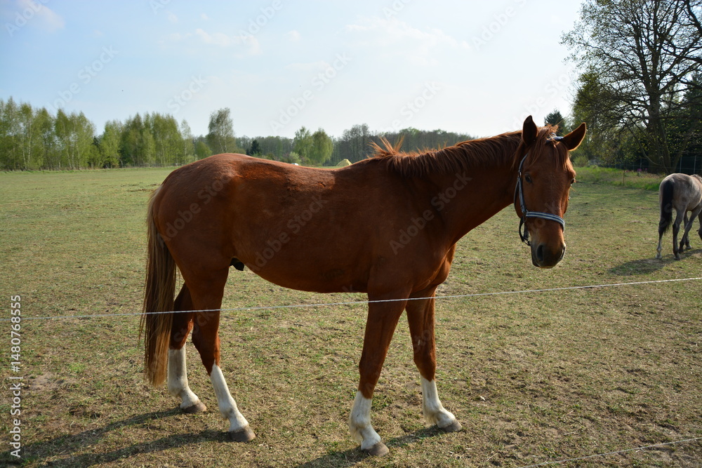 Obraz premium Tier, Pferd, Weide, Natur, Freiland, Horizont, Himmel, Frühling