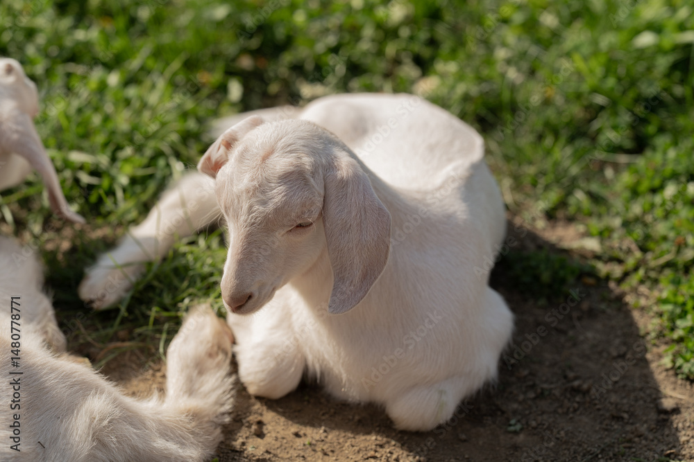 Fototapeta premium little baby goat