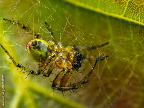 Close-Up View of a Araniella alpica Spider in Its Web photo
