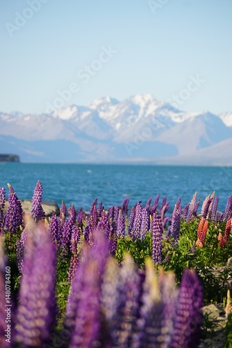 Lupine Sea Lake Tekapo NZ