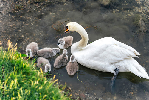A graceful mother swan rests in the shallows, encircled by her fluffy cygnets. One of them gently approaches her beak as she holds out a thread of waterweed, showing them how to find food