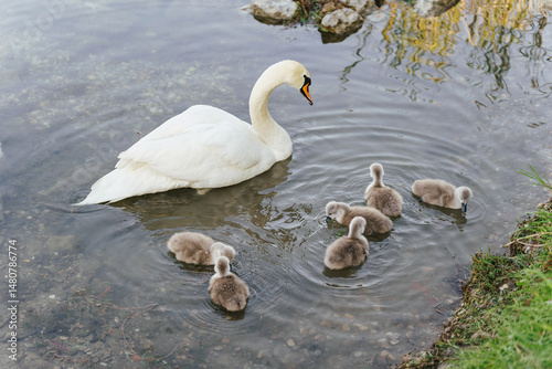 A mother swan watches over her six curious cygnets as they begin to explore the shallow waters near the shore. Their soft, fluffy forms create ripples on the calm surface while she stands nearby