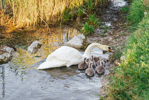 A touching moment as a swan gently guides her seven fluffy cygnets toward the muddy bank. Her long neck reaches forward protectively, while golden reflections dance on the water