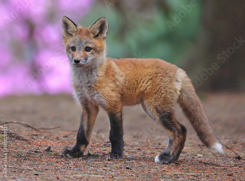 Red fox baby portrait in the forest with violet flowers background, Canada