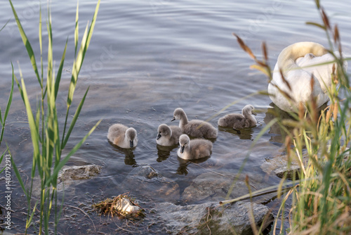 A tranquil scene of six cygnets resting at the edge of the lake, partially hidden among reeds. Their downy feathers catch the soft morning light as they float quietly beside their mother