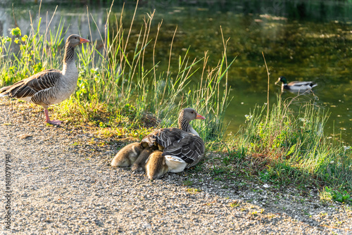 A greylag goose shelters her fluffy goslings by the river in soft spring light. A peaceful wildlife scene symbolizing family care, renewal, and connection with nature