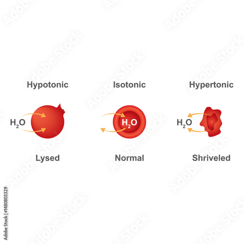 Water Balance in Animal Cells Scientific Design. Water, plasma membrane pathway as a concept of water balance in animal cells. Vector Illustration.