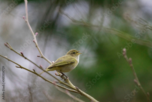 Phylloscopus collybita photo