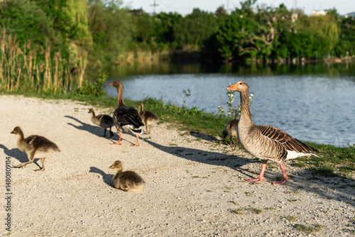 A greylag goose family walks along the lake shore with goslings exploring, resting, and following their parents. A warm wildlife scene celebrating nature, family bonds, and the rhythm of spring