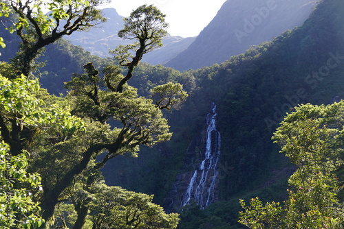 Tree and Waterfall 