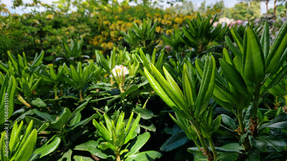 Obraz premium Close-up of rhododendron leaves. Azaleas close-up. Leaves of evergreen Rhododendrons in the park. Beautiful azalea bushes. Natural background. Park or garden. Landscaping in the park