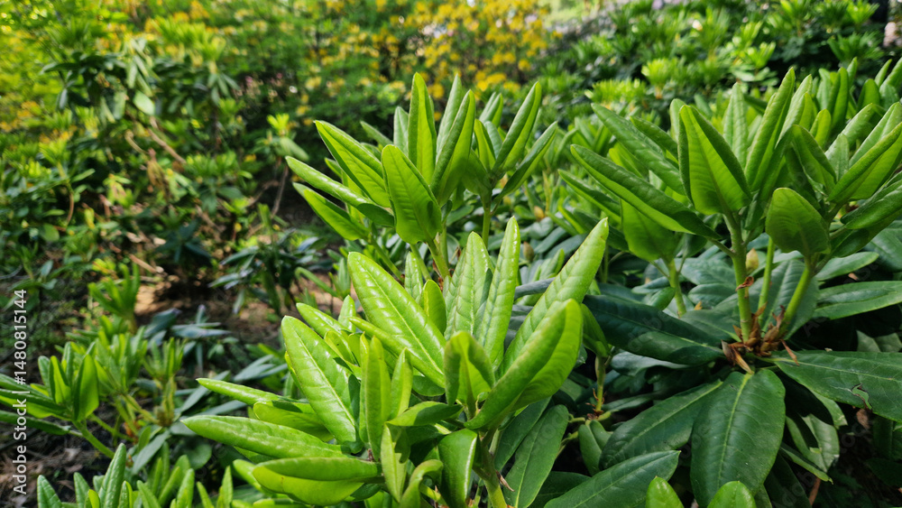 Obraz premium Close-up of rhododendron leaves. Azaleas close-up. Leaves of evergreen Rhododendrons in the park. Beautiful azalea bushes. Natural background. Park or garden. Landscaping in the park