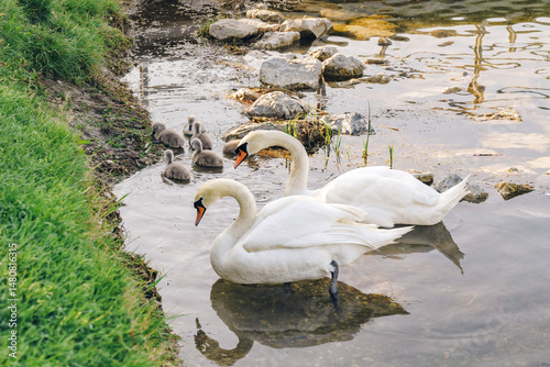 Fototapeta Naklejka Na Ścianę i Meble -  A pair of mute swans watches over their fluffy cygnets in calm, shallow water near the riverbank. This tender scene of wildlife symbolizes family, love, and harmony with nature