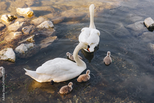 A pair of mute swans swims with their cygnets in clear shallow water with visible river stones. A peaceful family scene reflecting nature's beauty, care, and calm connection between animals
