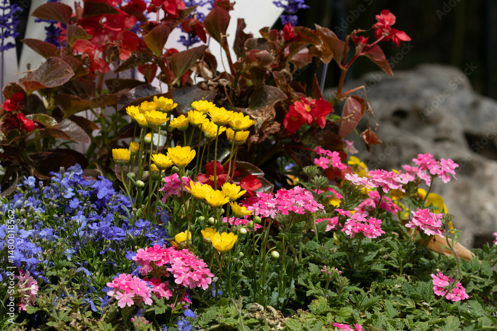 Fototapeta premium Spring Concept, Flower bed with multicolored spring flowers in the garden.