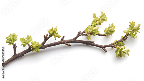 A fresh green branch with budding leaves, symbolizing the beauty of spring and renewal.
