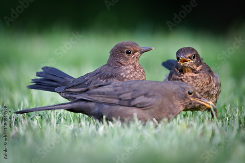 Eurasian blackbird aka the common blackbird or turdus merula female is feeding her babies. Common bird in Czech republic in springtime.
