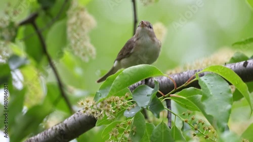 A song bird singing in the forest