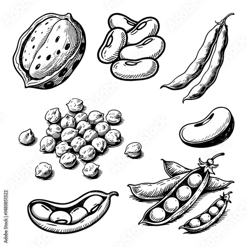 Detailed hand-drawn legumes and beans sketch