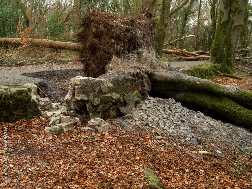 Fototapeta premium Scene in a forest park after powerful hurricane with trees fallen on the ground. Effect of a strong storm wind. Destruction caused by nature to nature. Nobody. Green and brown tone.