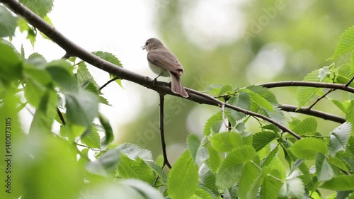 A song bird singing in the forest