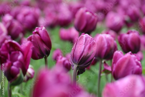 Purple tulip flowers with water drops, spring background. Field of blooming tulips during rain