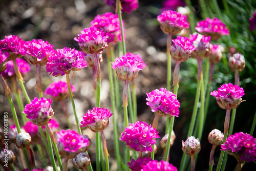 purple flowers in the field
