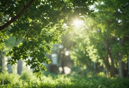Blurred green leaves, dappled sunlight, soft focus  ,  trees,  canopy