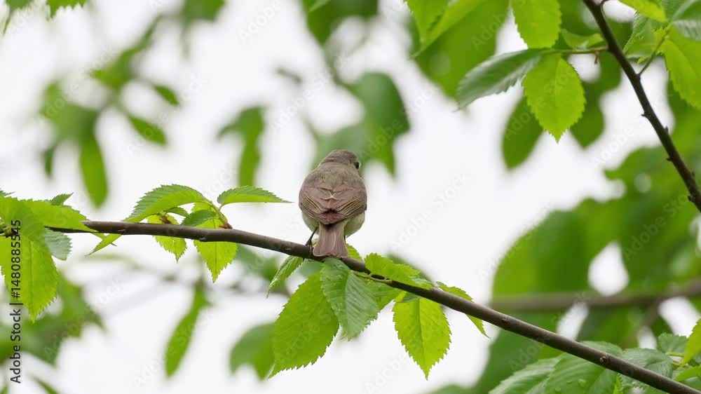 A song bird singing in the forest