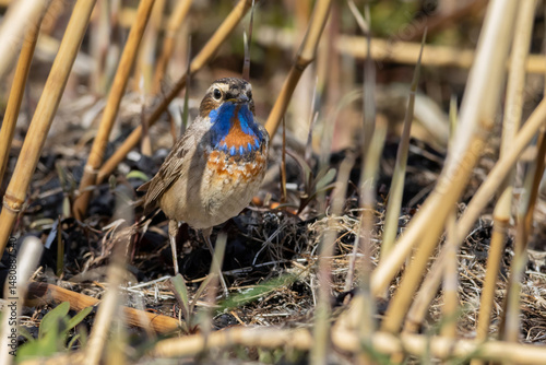 Luscinia svecica, Cyanecula svecica, Bluethroat. photo