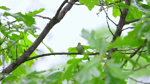A song bird singing in the forest