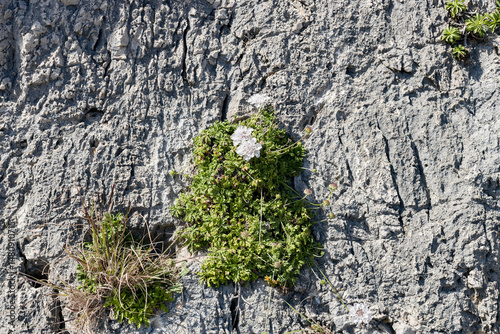 Beautiful view of flowers growing on a cliffside.