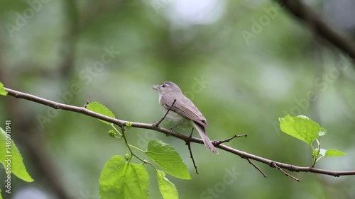 A song bird singing in the forest