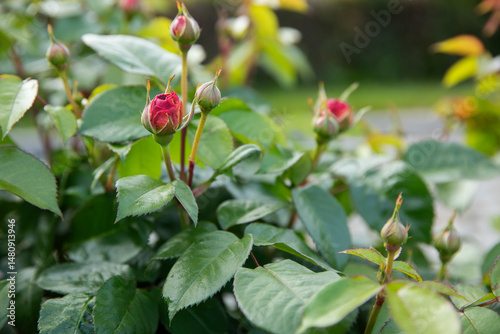 delicate pink rose bud on green background, with young green leaves
