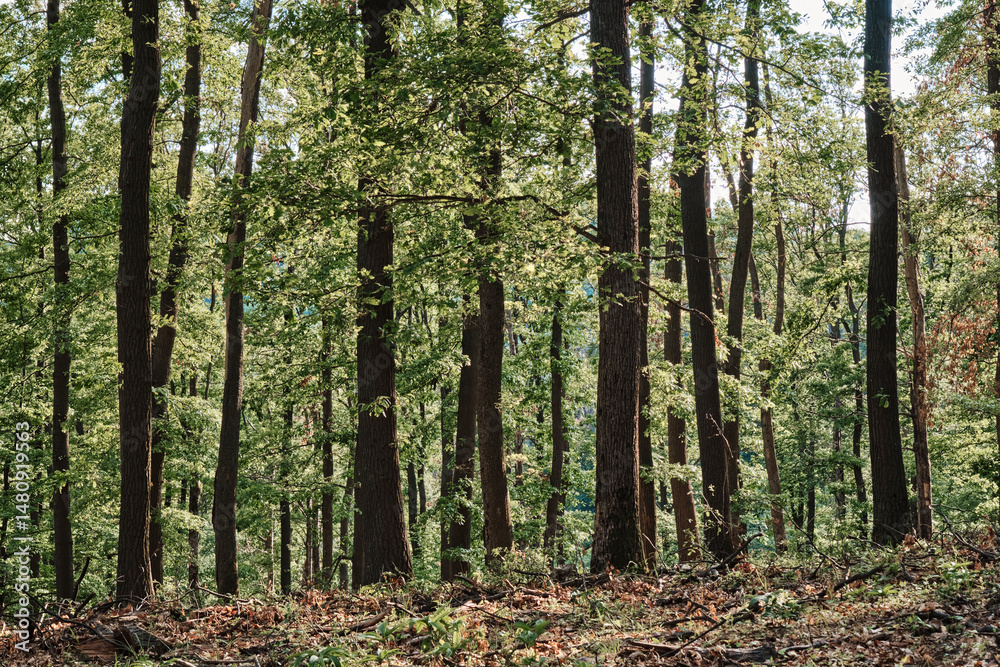 Naklejka premium Lush green forest with tall trees and dappled sunlight filtering through leaves during springtime