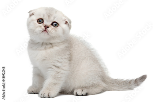 Adorable scottish fold kitten with round eyes and folded ears isolated on the transparent background