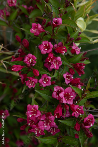 Red-purple weigela flowers on green leaves background. Weigela flowers background

