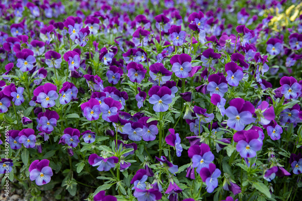 Fototapeta premium Purple and blue pansies background