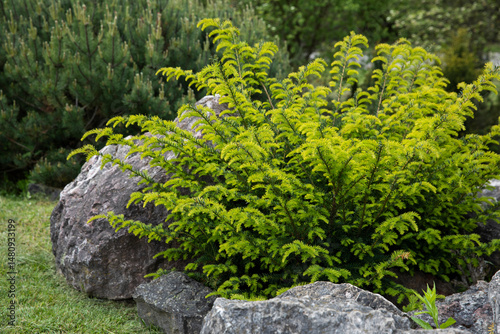 young pine bush among rocky stones, landscape design, rock garden
