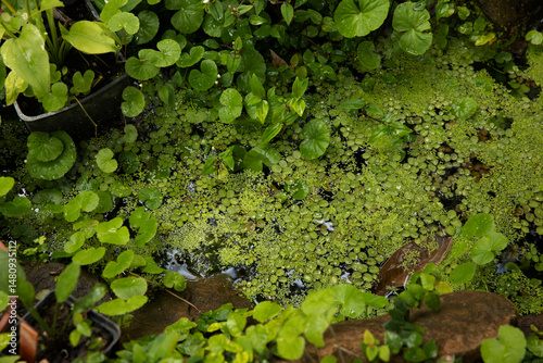 small pond, aquatic ecosystem, marsh vegetation, duckweed, water lily, salvinia
