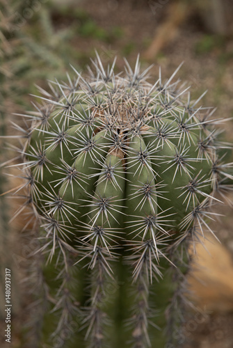 the part of a cactus that has clusters of sharp spines visible