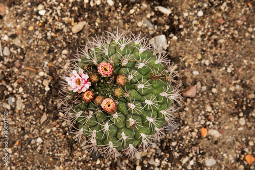 blooming cactus on sand, top view
