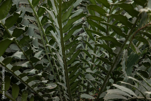 young green leaves of Encephalartos
