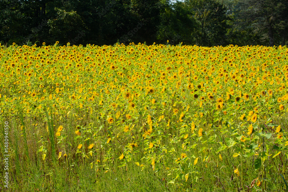 Obraz premium Field of yellow, heliotropic sunflowers, with trees in Ellington, Connecticut.