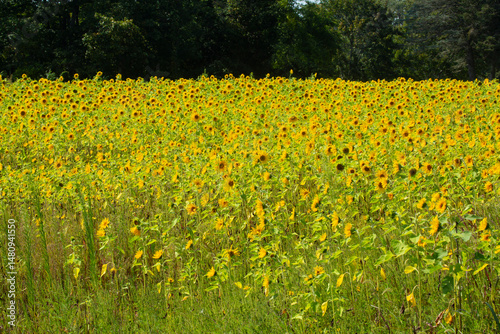 Field of yellow, heliotropic sunflowers, with trees in Ellington, Connecticut.